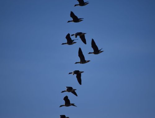 Kaunis ja hento kuin peipposen höyhen